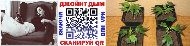 Купить где  Шенкурск  Марихуана Amnesia 